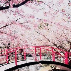 四月戀歌 (사월연가)