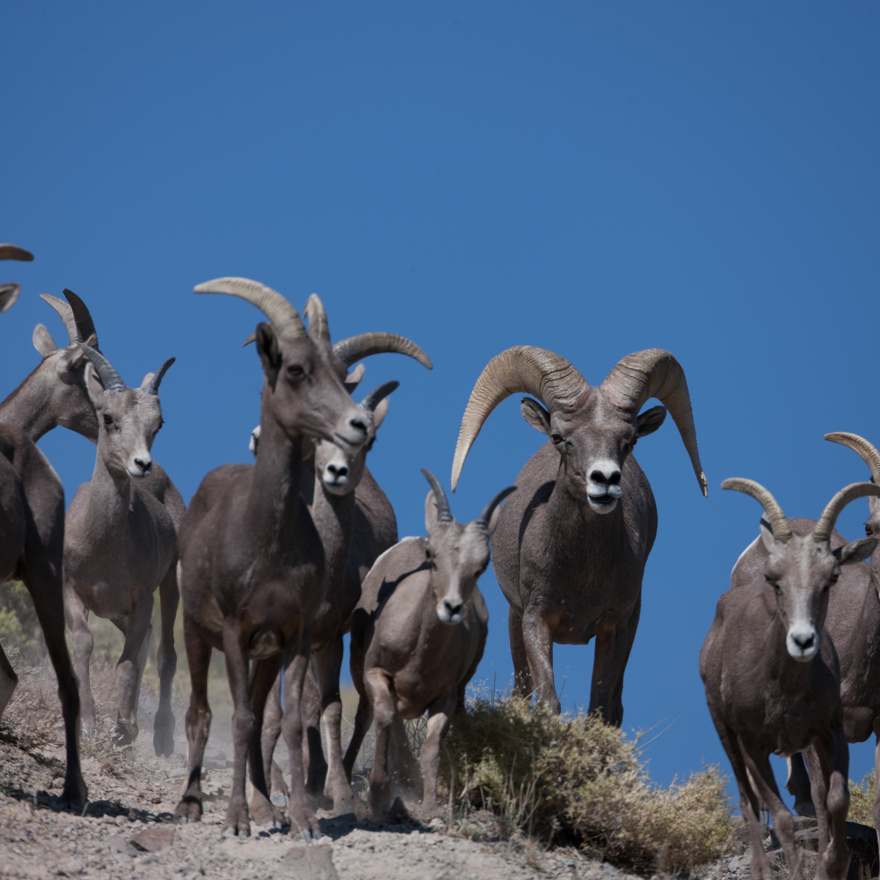 Big Game Tag Application 2018