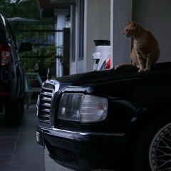 the poetry of nothing