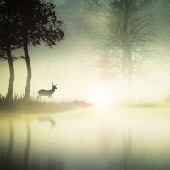 Fog on the lake