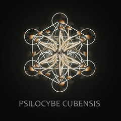 psilocibe cubengo/188in progress