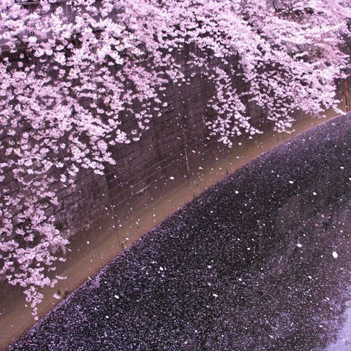 Stream 桜流し 宇多田ヒカル Sakura Nagashi Utada Hikaru By Honji Listen Online For Free On Soundcloud Stream 桜流し 宇多田ヒカル Sakura Nagashi Utada Hikaru By Honji Listen Online For Free On Soundcloud