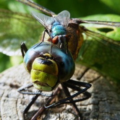 InsektA 1