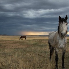 Acid Phantom -the wild strays