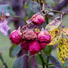 Prelude No. VI In D Minor (Book 2) BWV 875 (Bach)