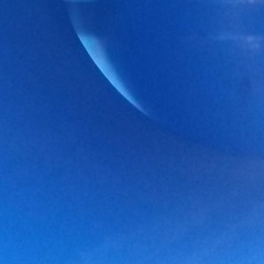 dolphins