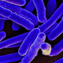 Superbug