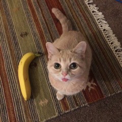 Russian hip-hop playlist