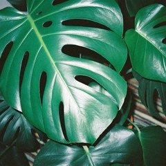 Interieur met Kamerplant (disquiet0321 Let's Active)