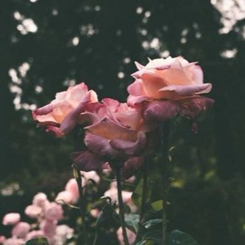 Dường như mây đang khóc, mưa đang hát