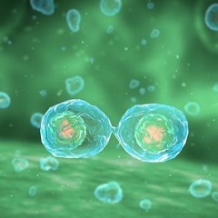 cell division