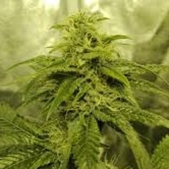 Kush Burnin - TopTsu. 2 Dohs