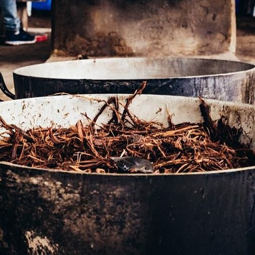 Cantos De Medicina Ayahuasca Icaros