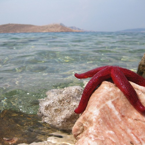 Starfish Relaxation | Alpha Wave | Relaxing, Happiness, Positivity | Binaural Beats