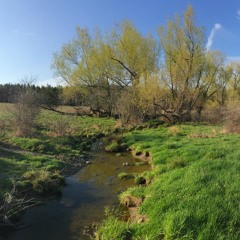 Hickory Mound Meadow