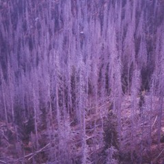 Woods (lost)