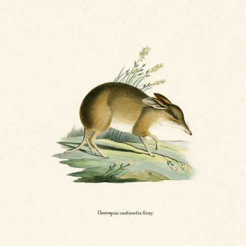 Vanessa Tomlinson - Sonic Dreams (2018)