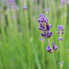 Ep. 19 - Lavender Soul