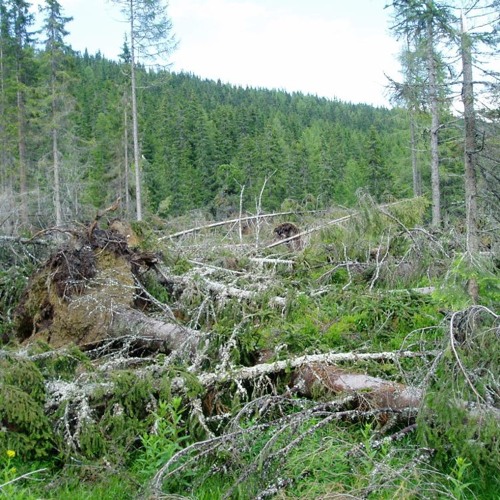 FE: Ken Thompson and Jitka Klimešová on disturbance frequency, severity and effects on plant traits