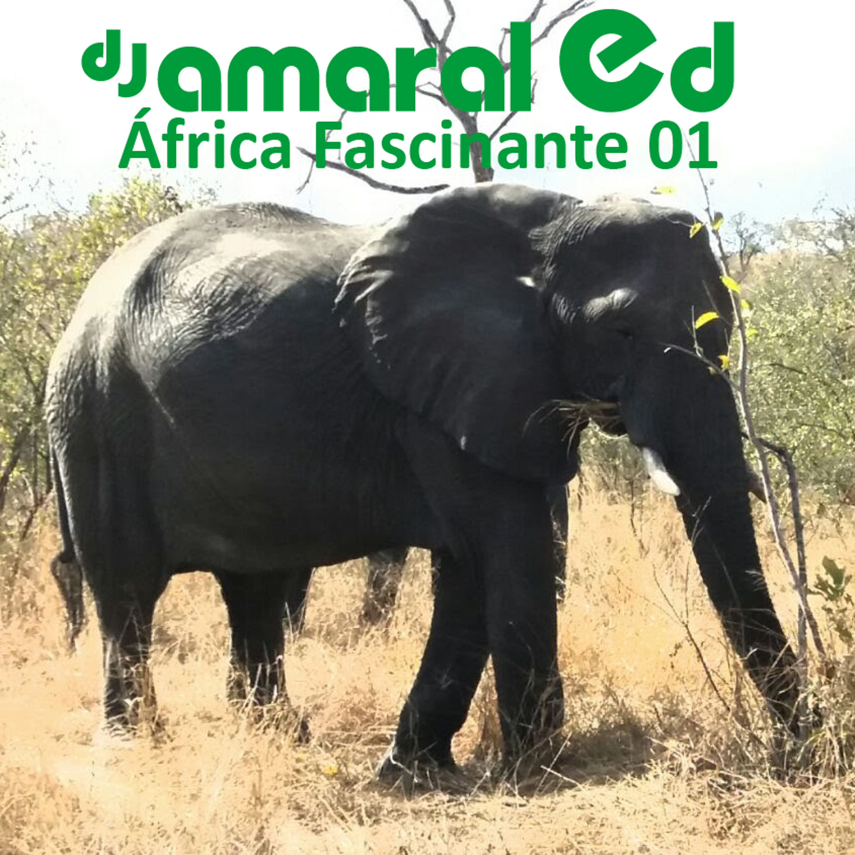 África Fascinante 01 - DJ Amaral Ed (Música Africana) episode artwork