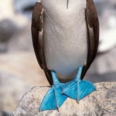 Booby Basement tape#1