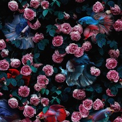 Fokus - Freon (Prod. TheRealSBShaun)