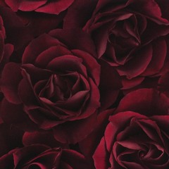 Cara Mazzi - The Armory - February 2018