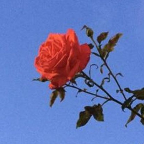 love fall, crime rise w/ ckwnce