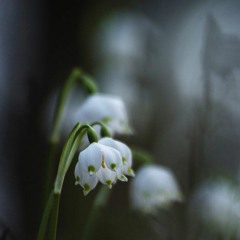 Martie [Free]