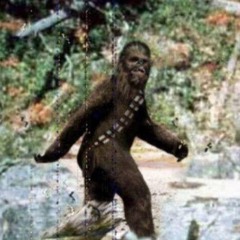 Reverse Cowboy - Beach Safari