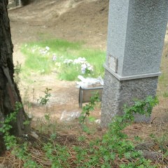 Berries from a Strange Bush