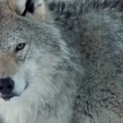 Nat Peno Wild | Le loup ibérique de côtes d'Armor
