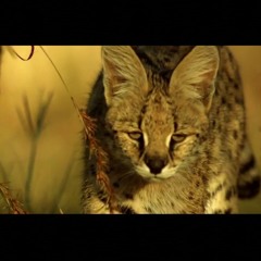 Nat Peno Wild | Le Serval de Seine-Saint-Denis