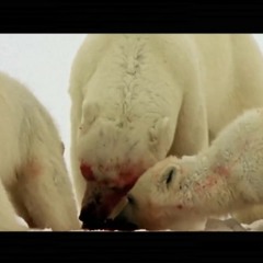 Nat Peno Wild | L'ours tripolaire de Jupiter