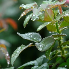 ここにいないあなたへ