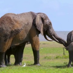 Nat Peno Wild | L'éléphant masculiste
