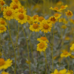 the tucson freestyle