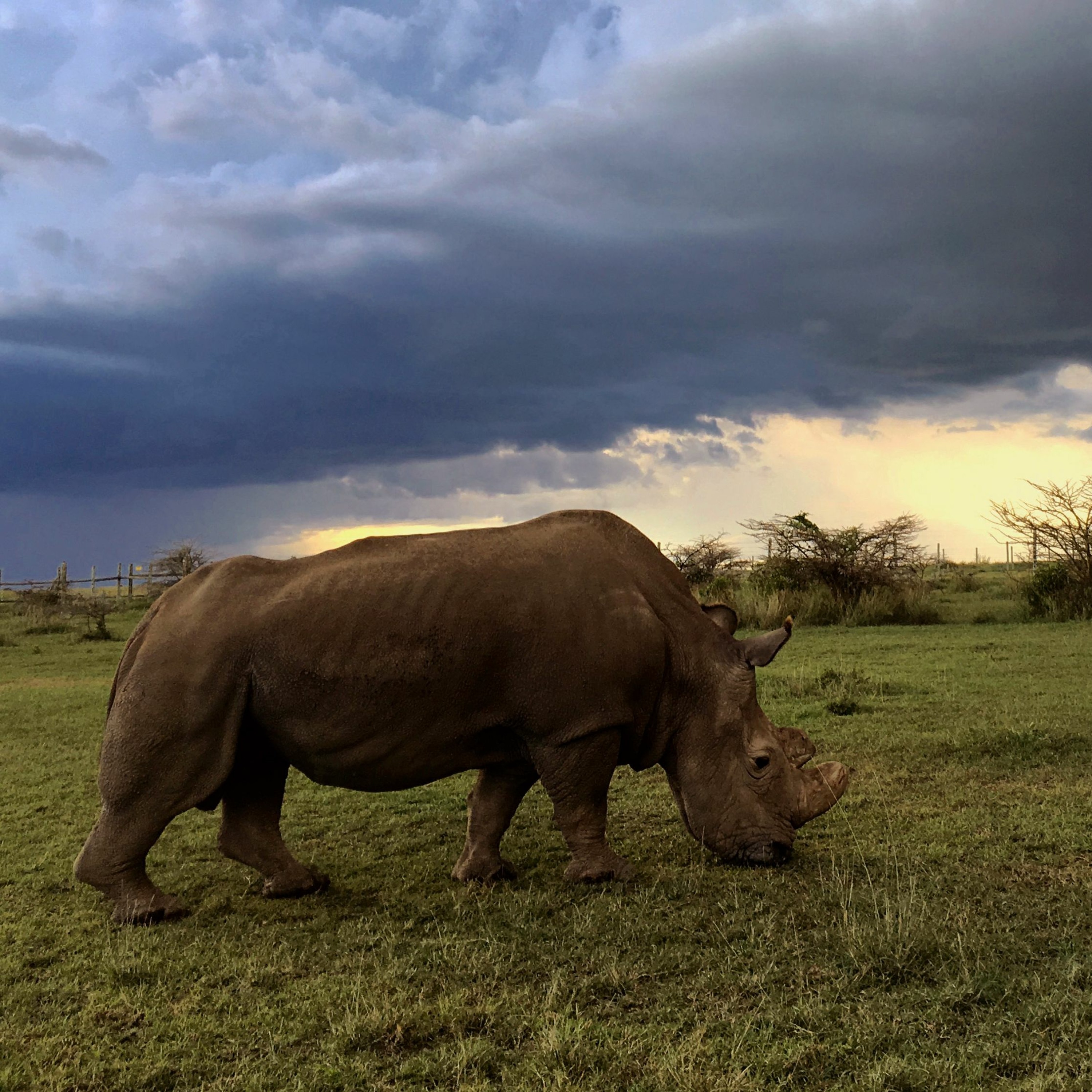 Talking Rhinos with Award-winning Journalist Rachel Nuwer