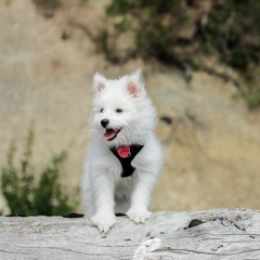 Forrest Gump / Chanel / Provider FRANK OCEAN (Guitar Cover)