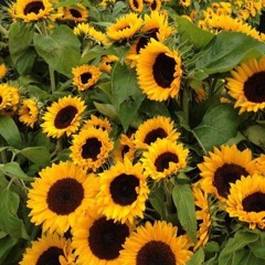 Lovely songs for good mood