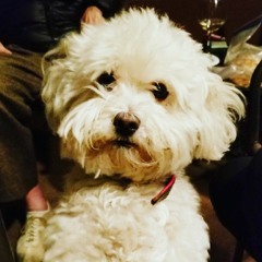 the ballad of king pip (demo)