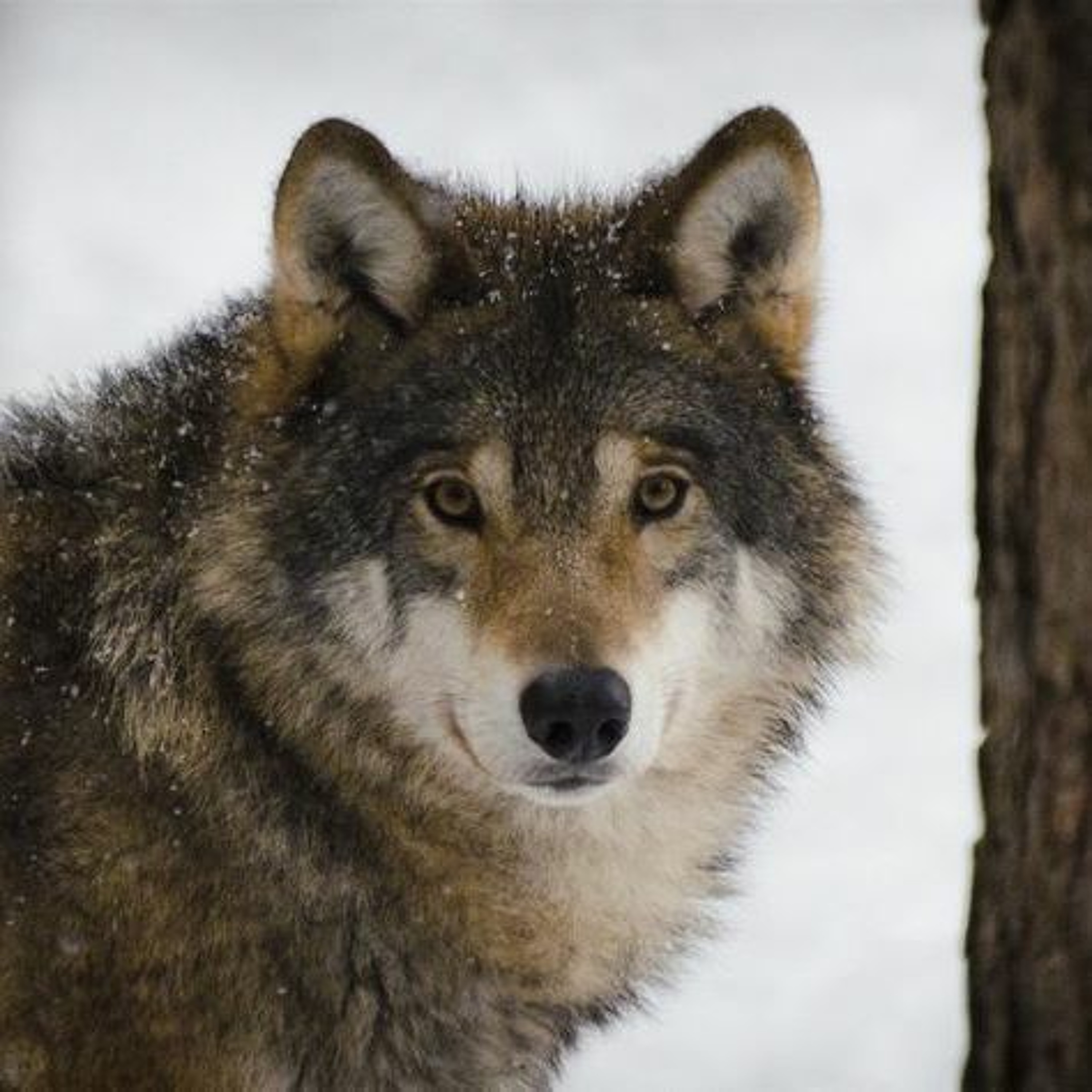 Le Loup bientôt en Bretagne ?, avec Pierre Rigaux et François De beaulieu episode artwork