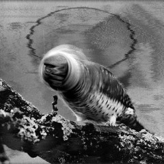 bird milk