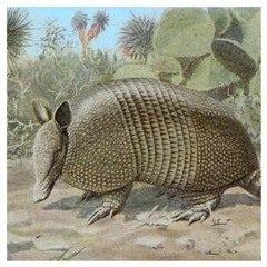 Armadillo