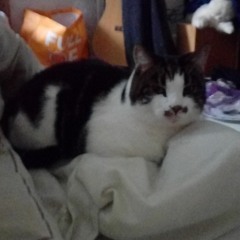 Cover of [My favourite part of] I See Stars - Running With Scissors