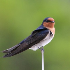 Welcome Swallow - Perched bird calling