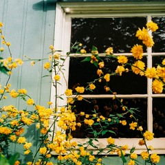 bloom.
