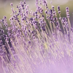 10 Things You Can Do With Lavender Essential Oil