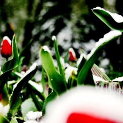 Early Spring Reflection