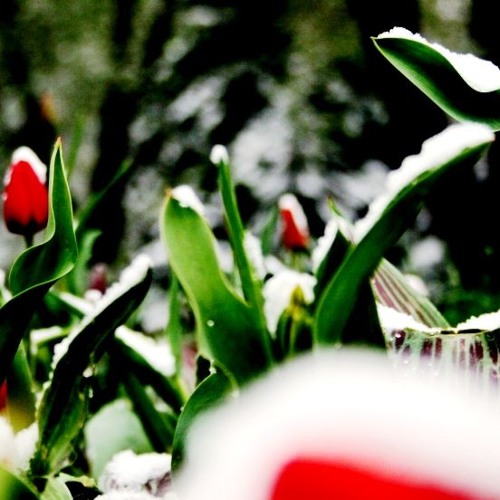Early Spring Reflection